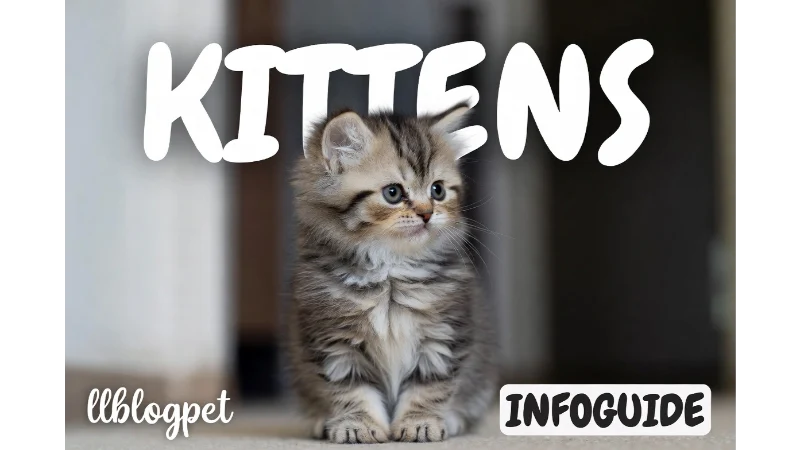 Ultimate Kitten Care Guide for New Pet Parents