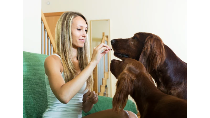 Why Should Pet Owners Choose CBD Drops for Dogs with Natural Ingredients